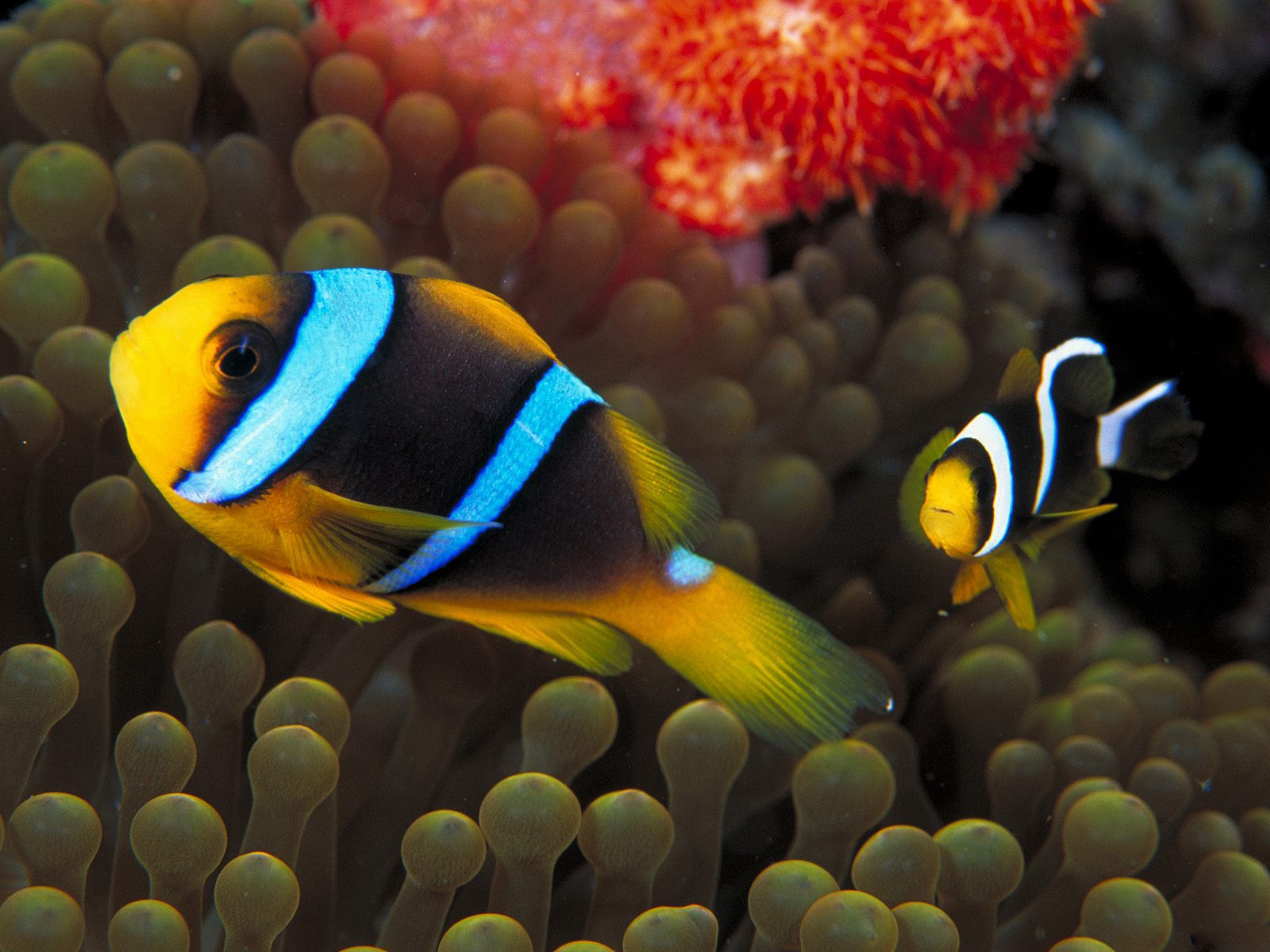 Best Wallpaper Colorful Fish
