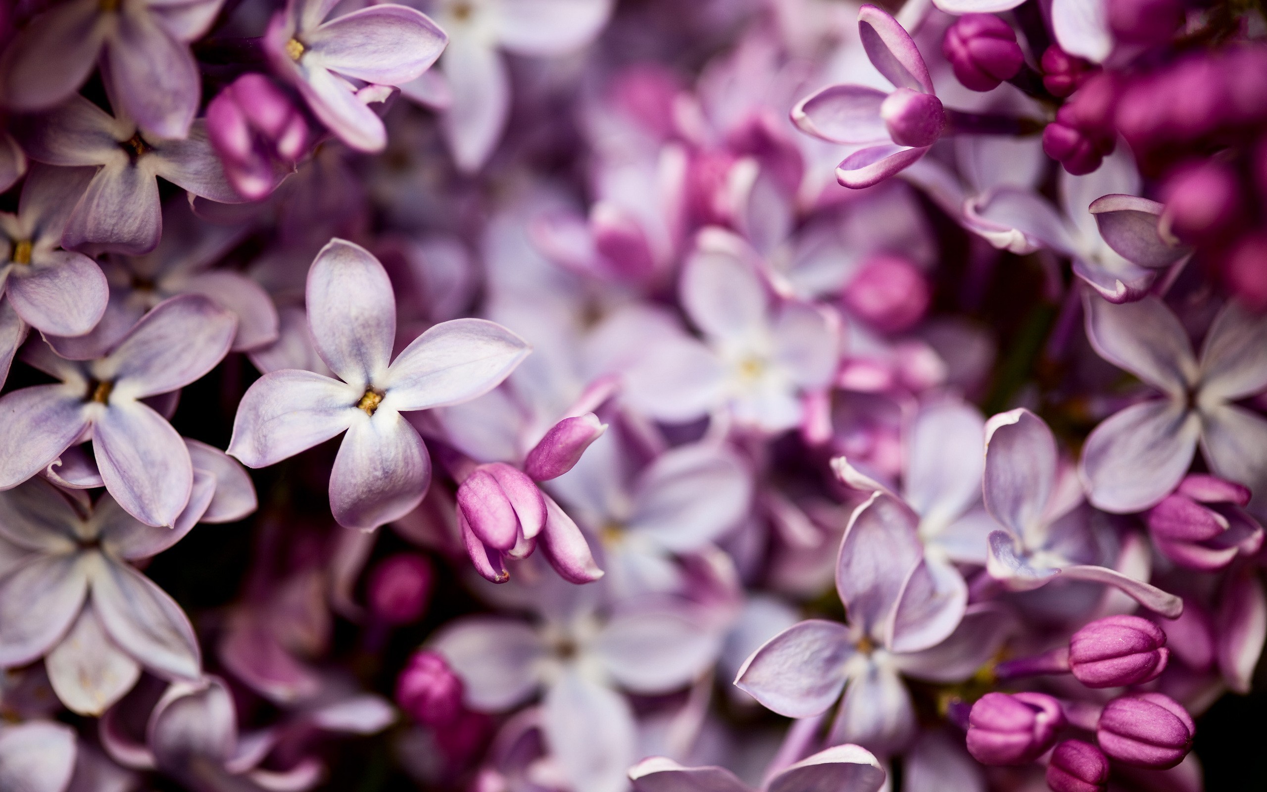 10 Beautiful HD Lilac Wallpapers   HDWallSourcecom