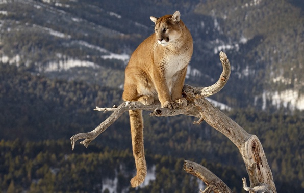 Wallpaper Cougar Big Cat Trunk Mountain Lion Cats