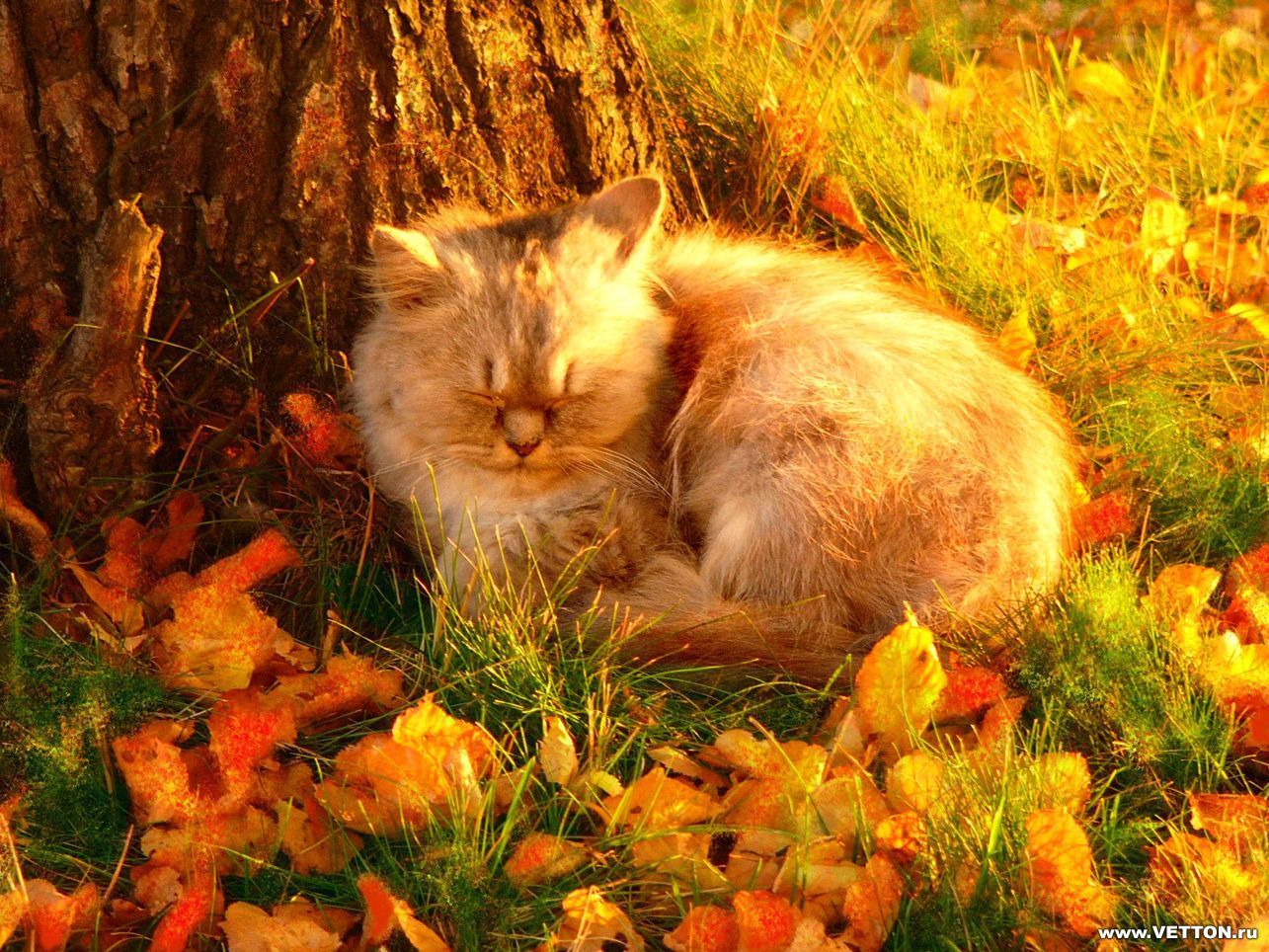 HD Autumns Cat Wallpaper  Download Free  114494