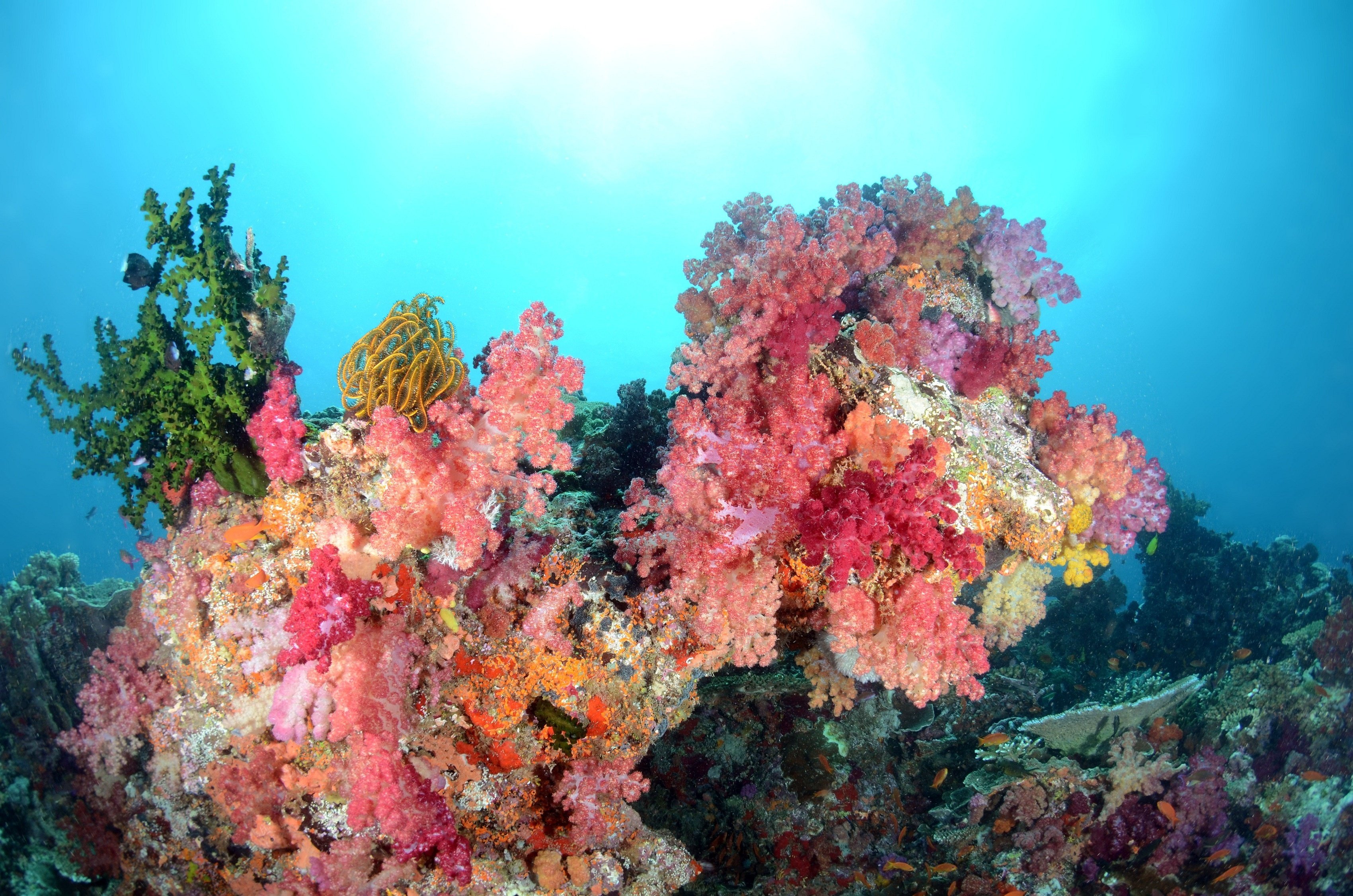 Sea water coral fish fish underwater color ocean wallpaper 3400x2251 3400x2251