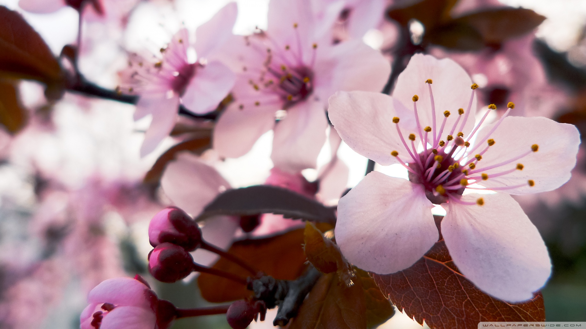 Delicate Cherry Blossom Wallpaper