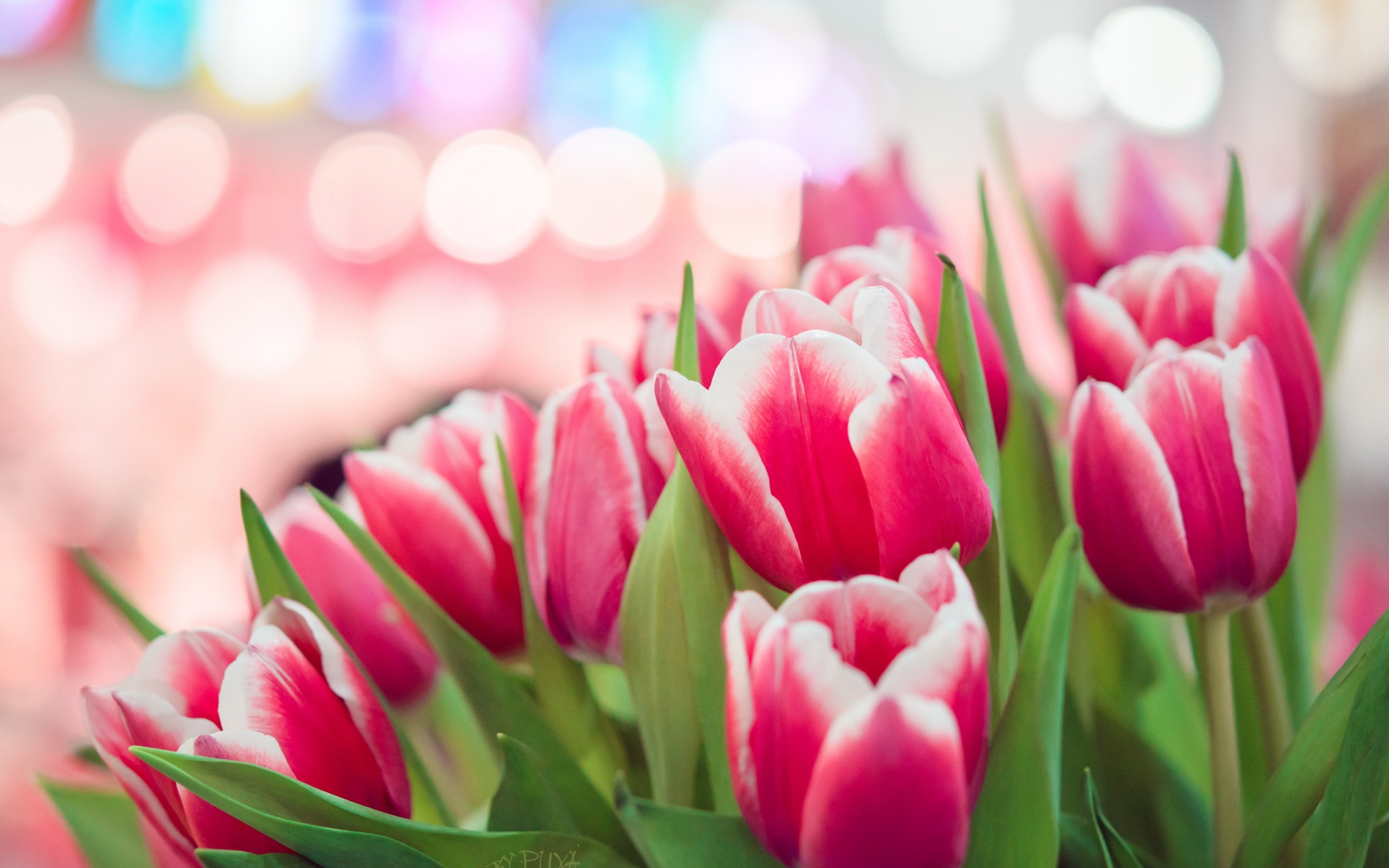 Spring Pink Tulips Bokeh HD Wallpaper Jpg