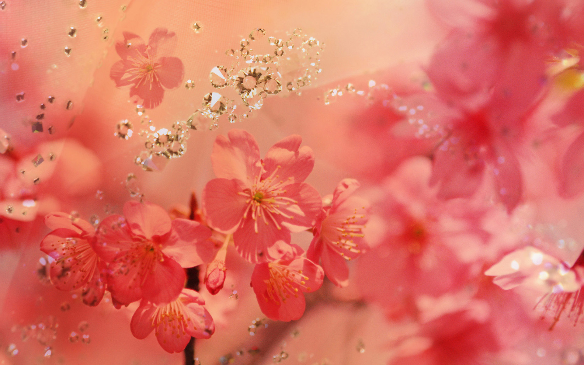 Spring Image Beautiful HD Wallpaper And Background Photos