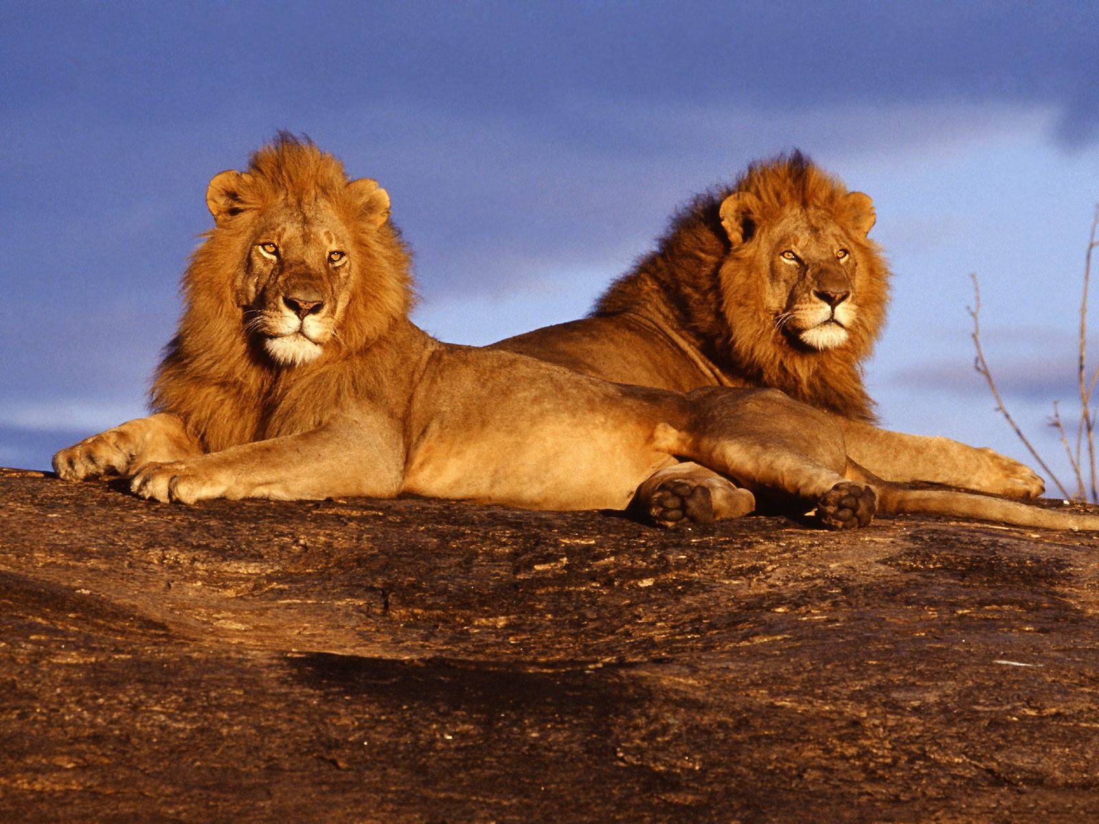 Male Lions Pics Wallpaper 3d HD Picture Design For