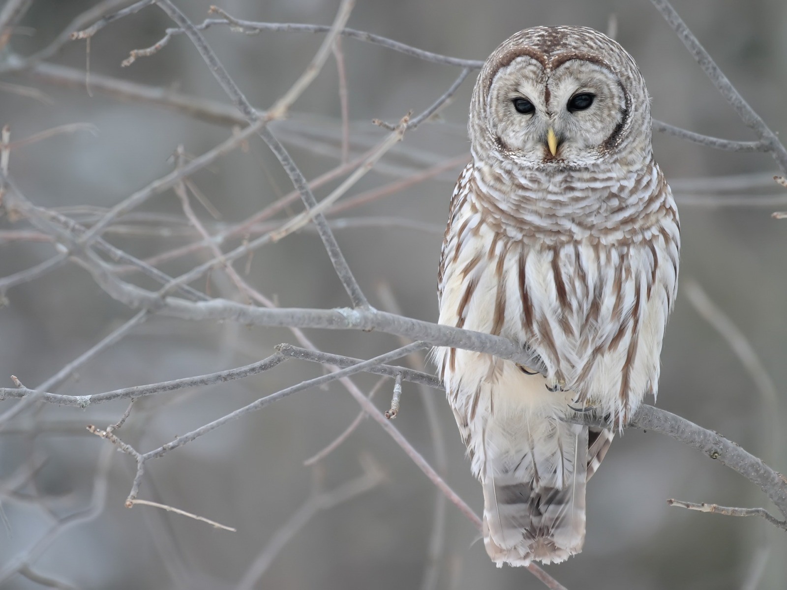 Exclusive Winter Birds Owls Desktop Wallpaper Full HD