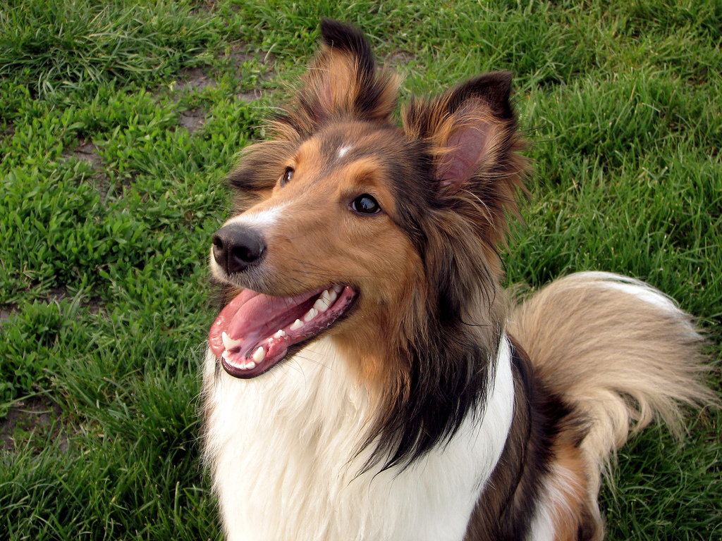 Shetland Sheepdog Dog Photo And Wallpaper Beautiful Lovely