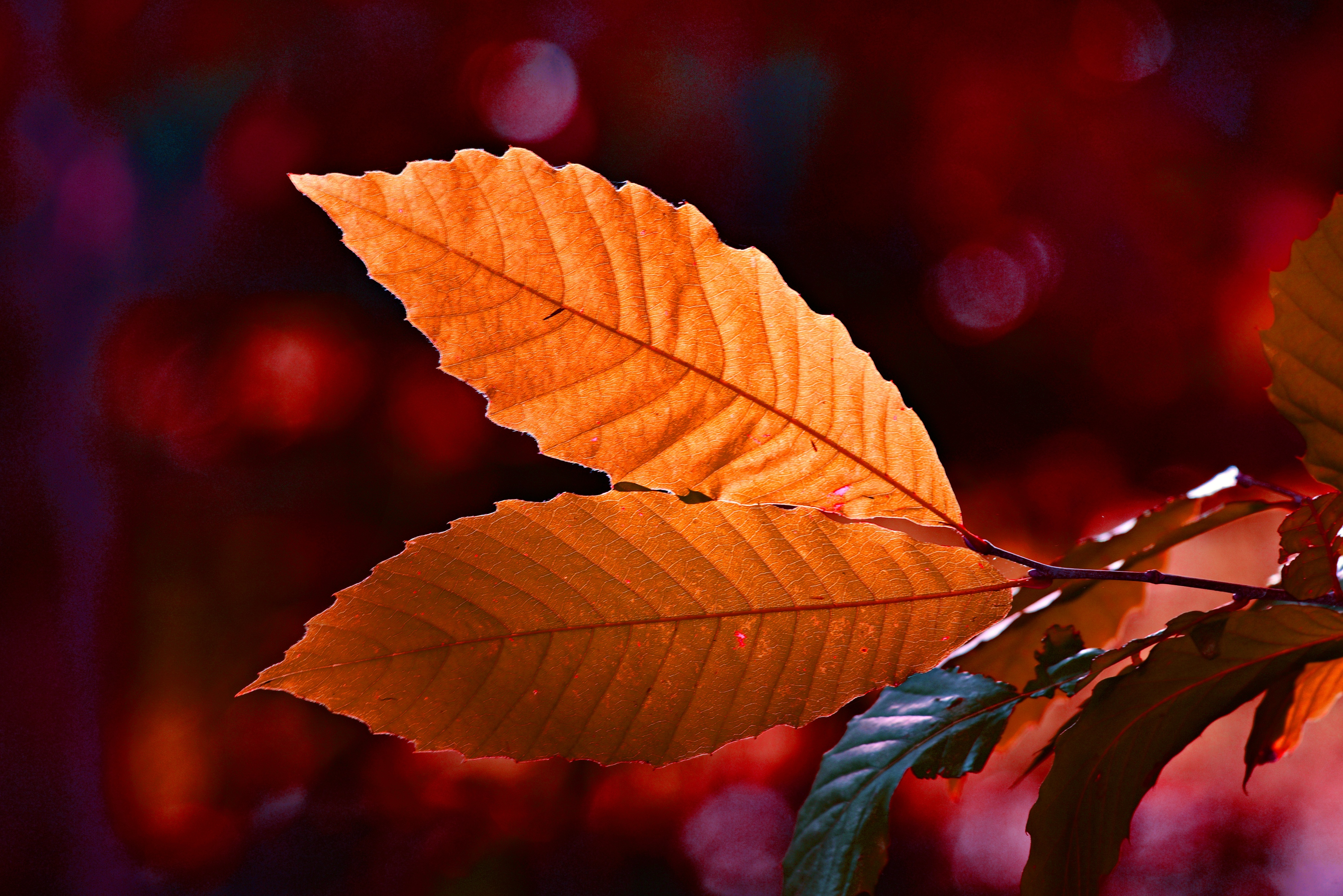 Autumn Colour Leaf 5k Wallpaper HD Nature 4k Image Photos And
