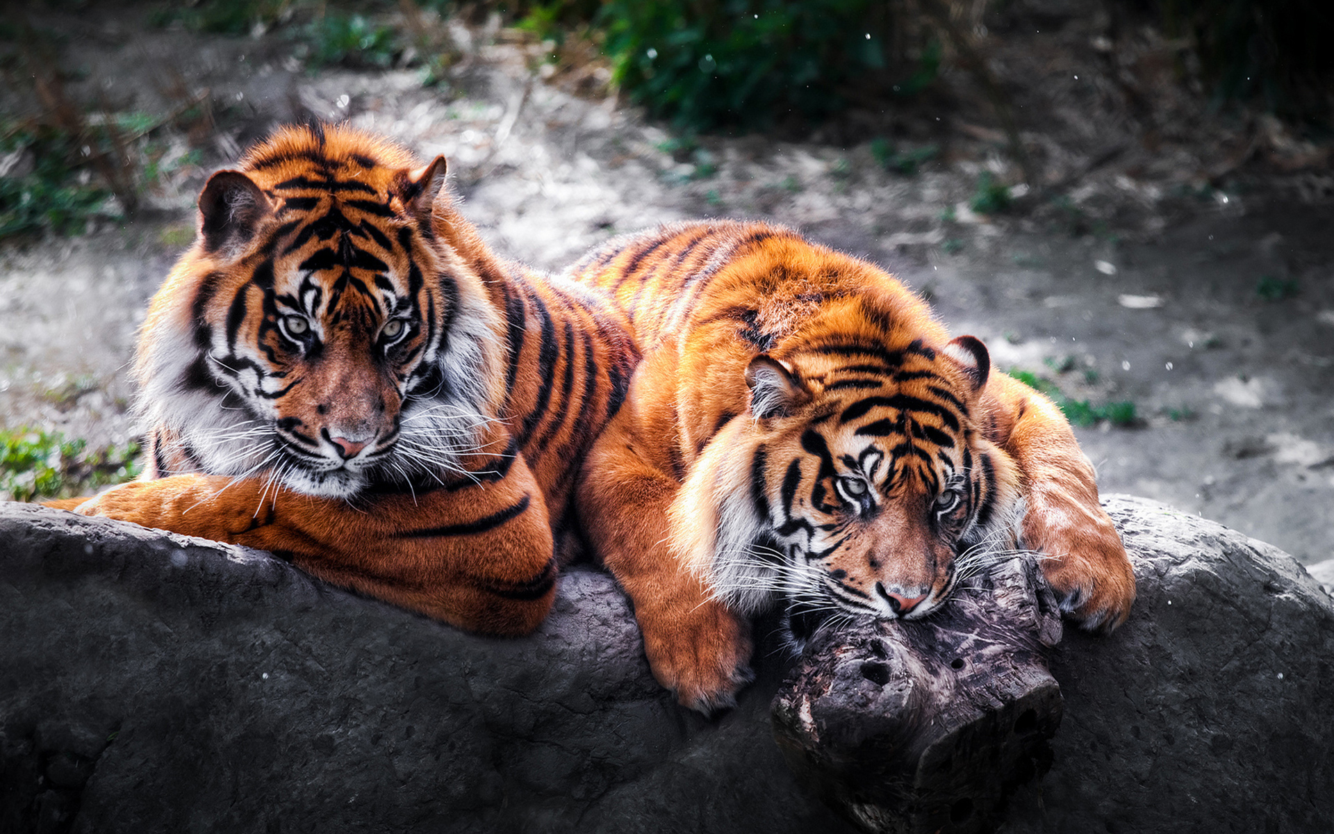 Wild Tigers HD Wallpaper