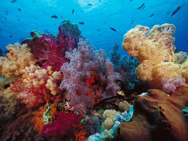 Coral Reefs In Indonesia