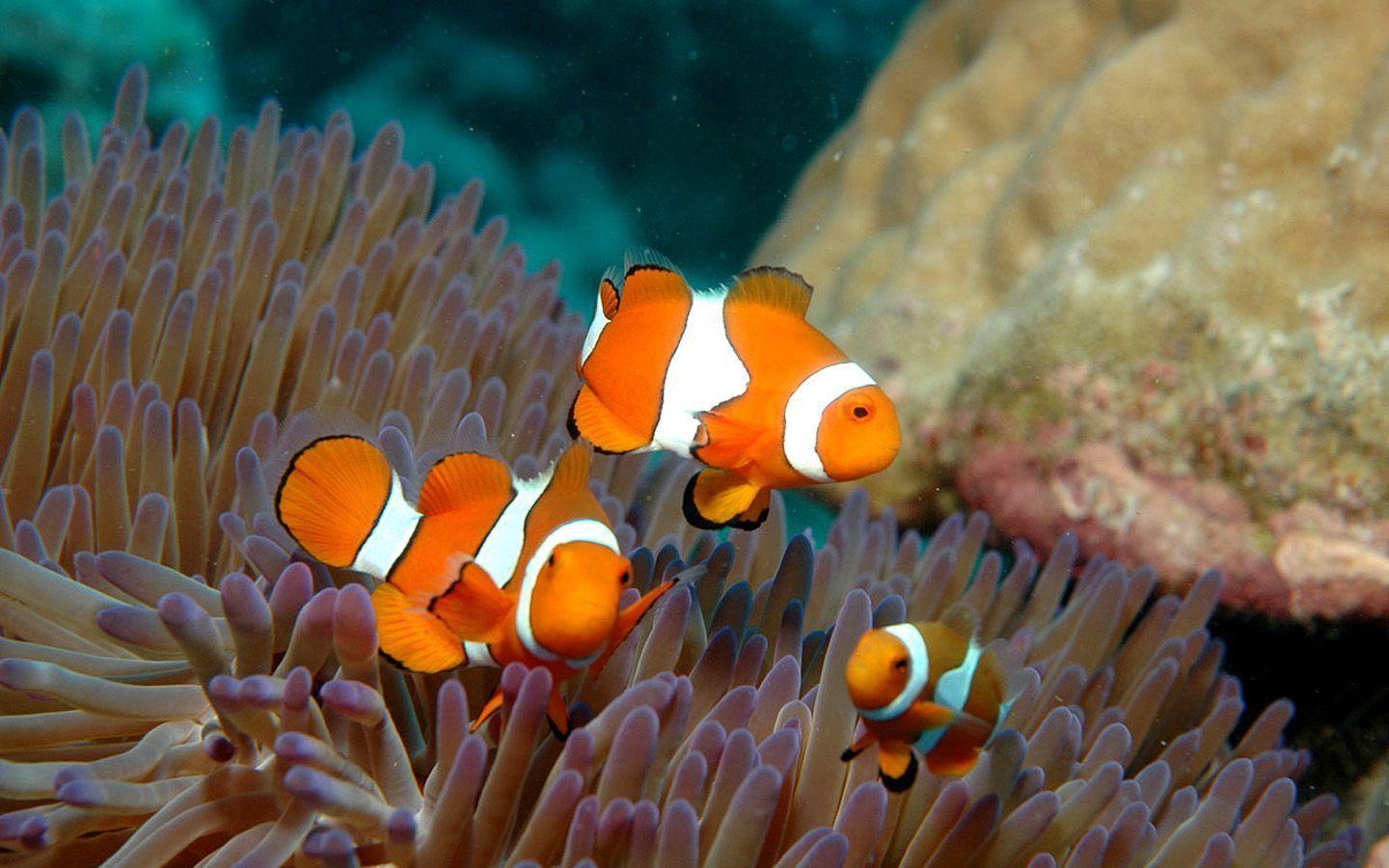 Clownfish Wallpaper