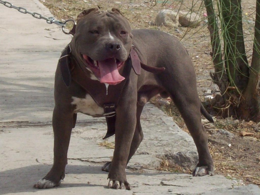 All Wallpapers American Pitbull Dogs hd Wallpapers 2013 1024x768