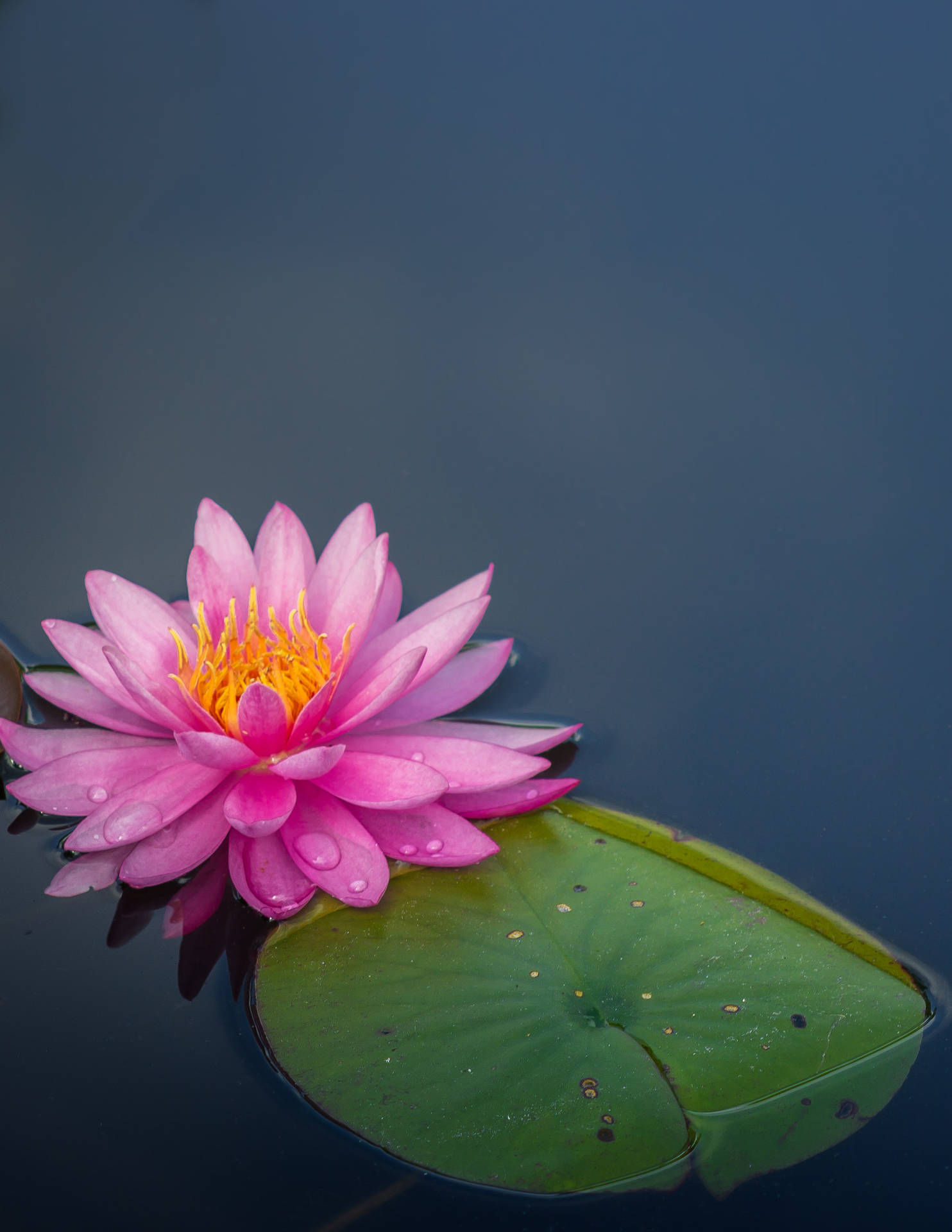 Floating Sacred Lotus Flower Spgjqohus4knlnnq Wallpaper