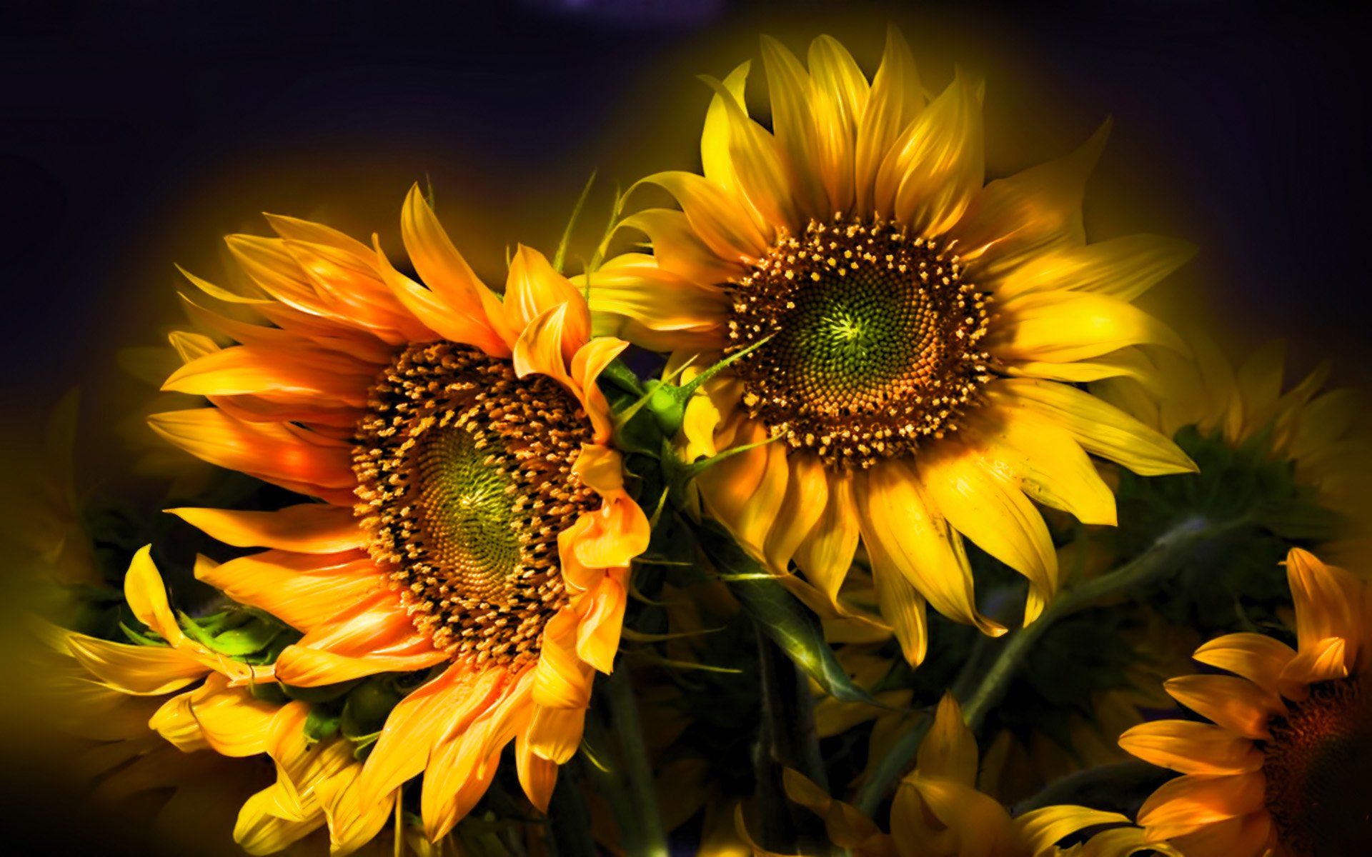 Butterfly On Sunflower HD Desktop Wallpaper