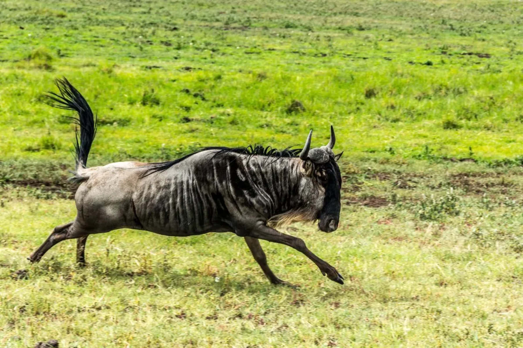A wildebeest running across a grassy savanna