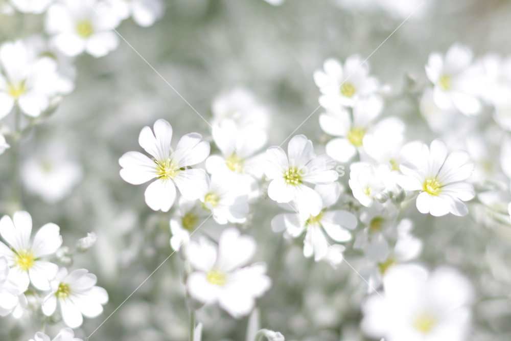 white spring flowers field   springtime background Royalty Free