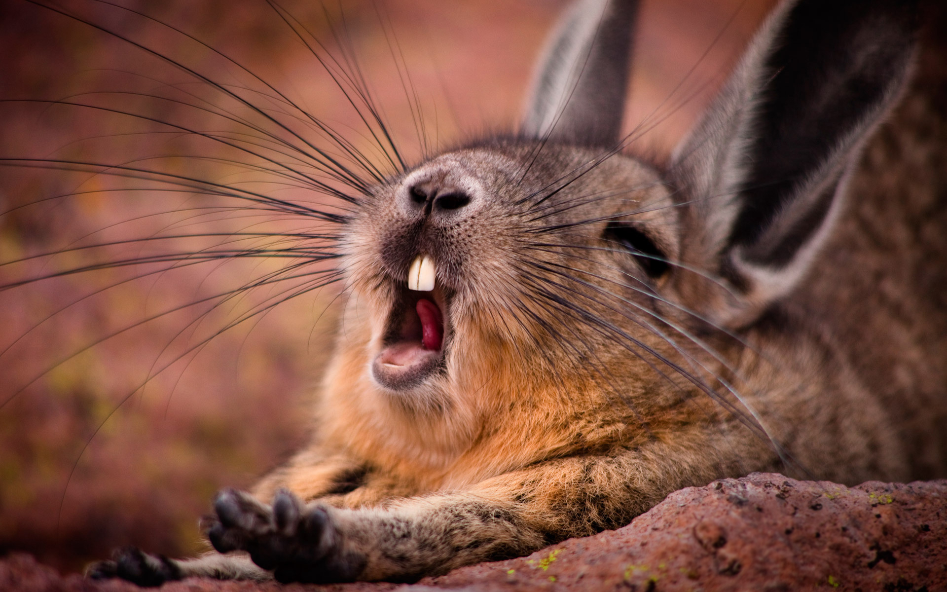 Yawning Mountain Viscacha HD Wallpaper