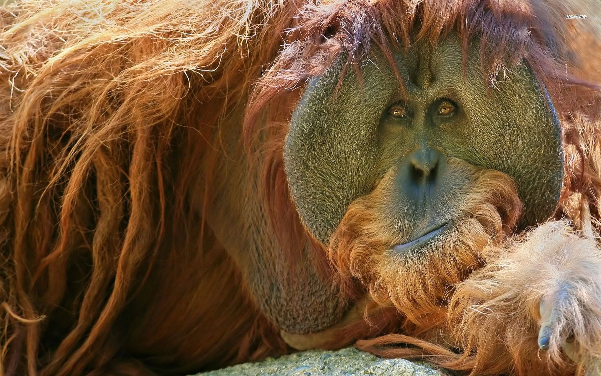 Orangutan Wallpaper Animal