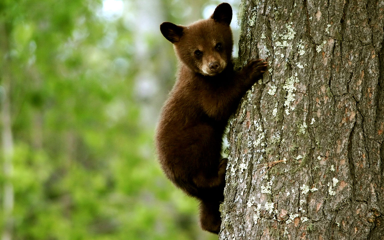 Tree Climbing Bear Animal Wallpaper