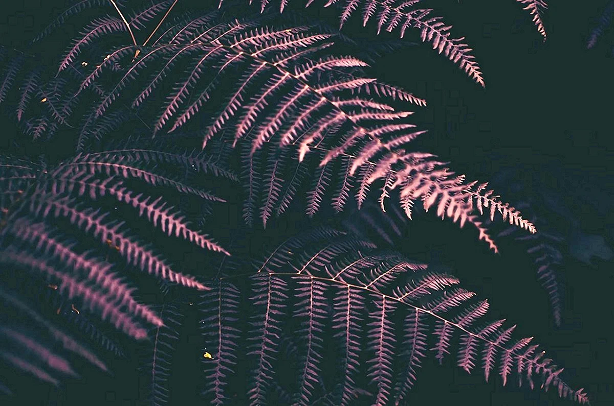 Black Pink Aesthetic Wallpaper