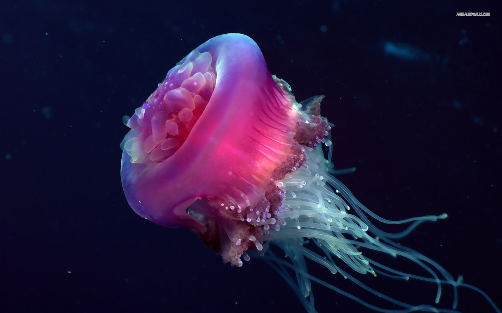 Awesome Jellyfish Widescreen Wallpaper Pute Cool