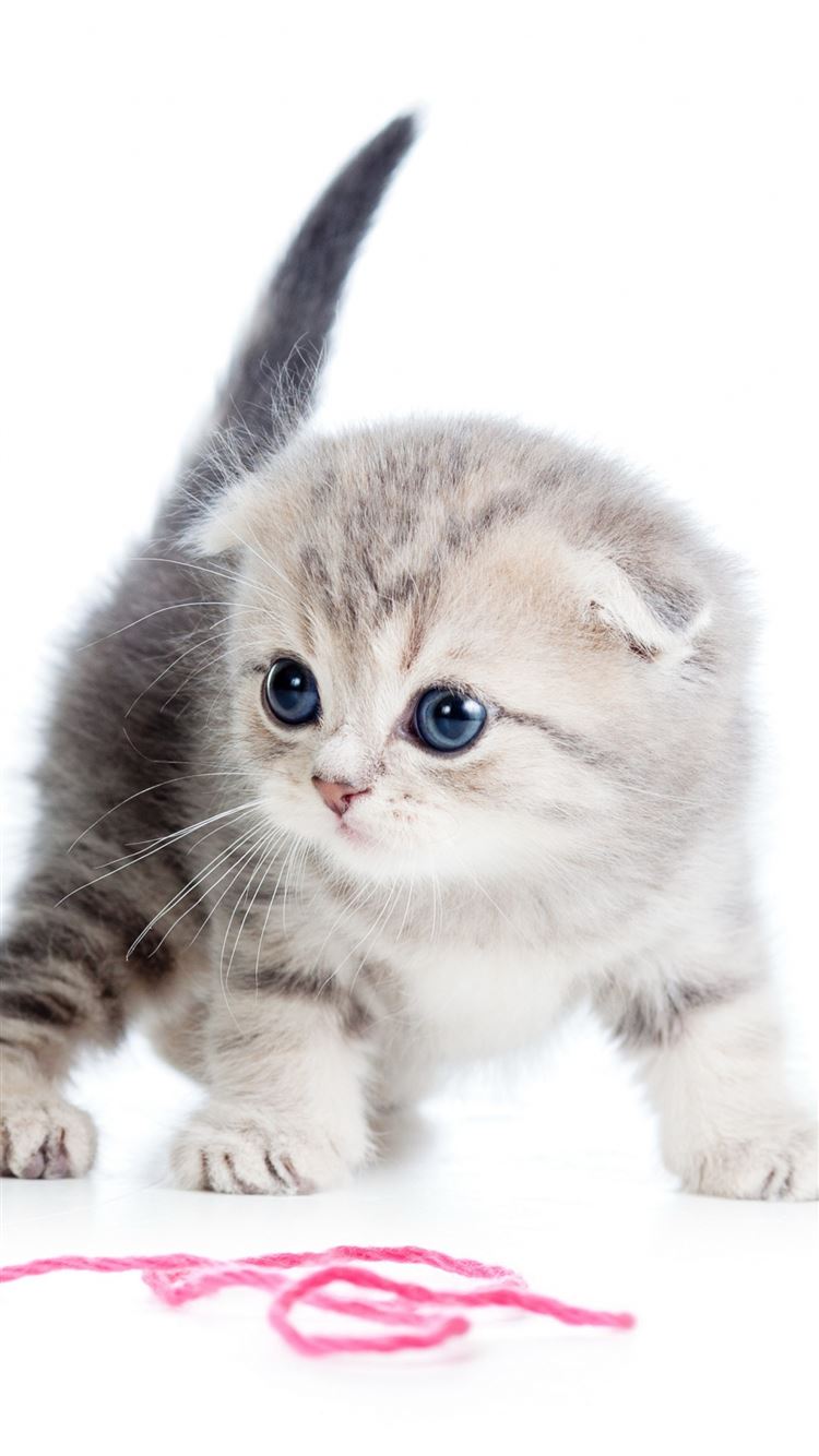 Kitten Ball Thread White Background iPhone Wallpaper
