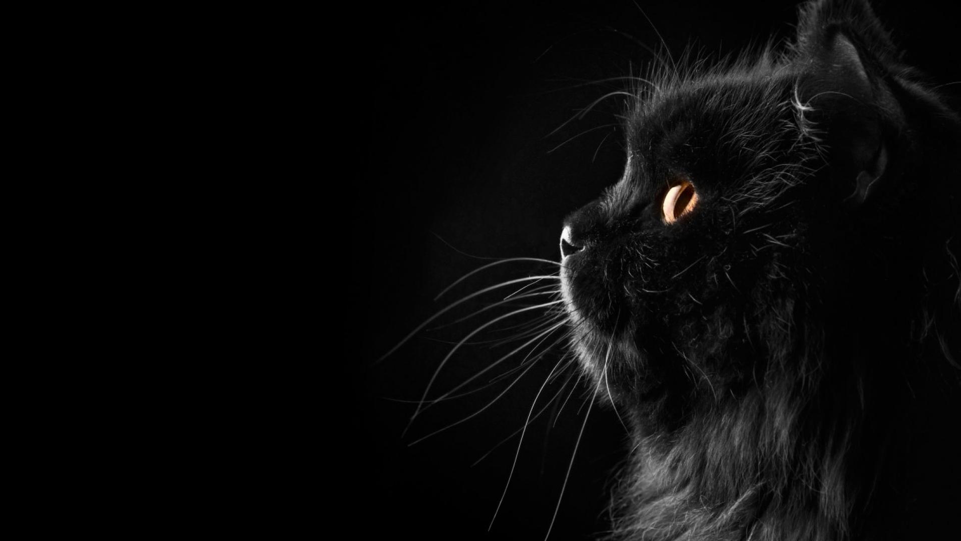 Black Cat Desktop Wallpaper On