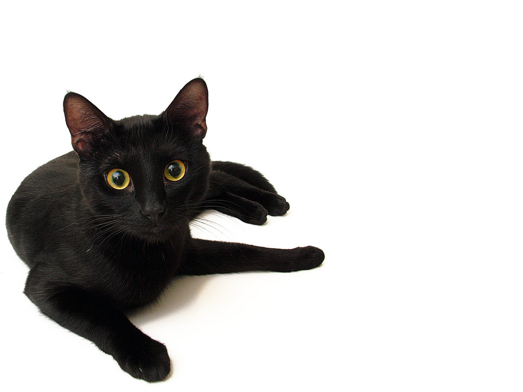 Black Cat   Wallpapers Pictures Pics Photos Images Desktop