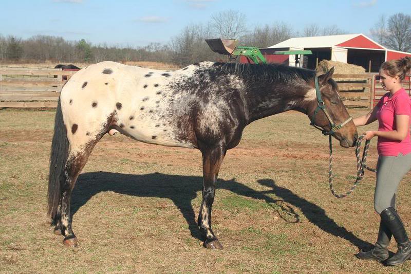 Appaloosa Horse Tattoos Picture