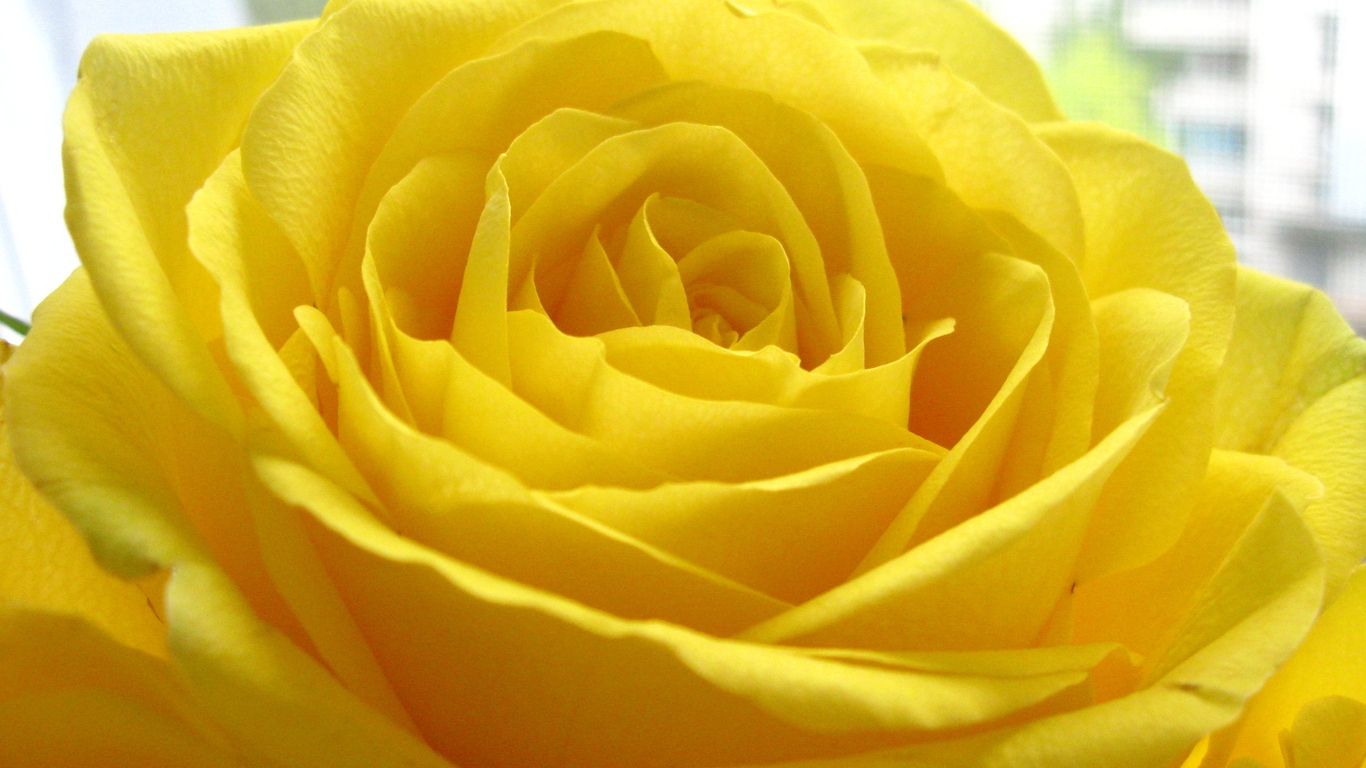 Yellow Rose Flowers Wallpaper For Desktop Bouquet Idea