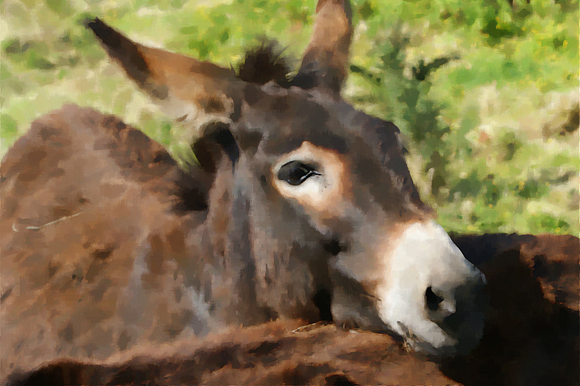 Donkey Photos Wallpaper Desktop Background