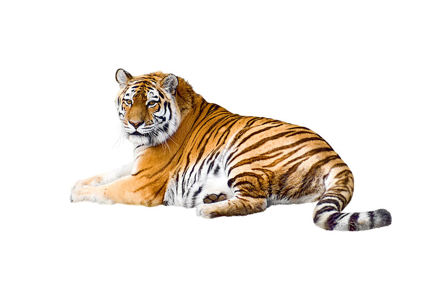 Tiger Photograph   Cute Tiger Isolated On White Background by Wanlop