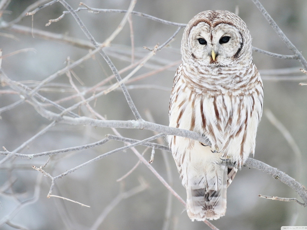 Snowy Owl Wallpaper Screensavers Snowy Owl Wallpaper