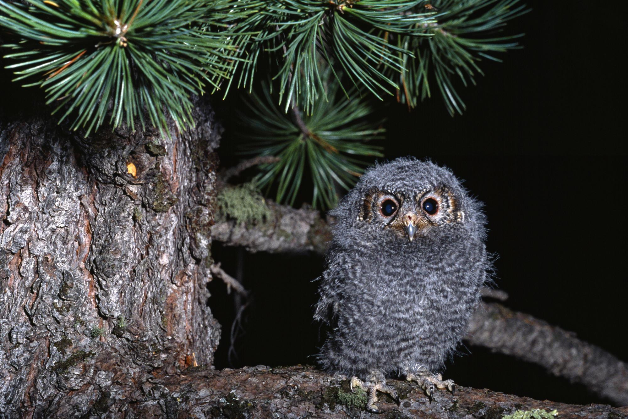 Cute Baby Owl HD Wallpaper