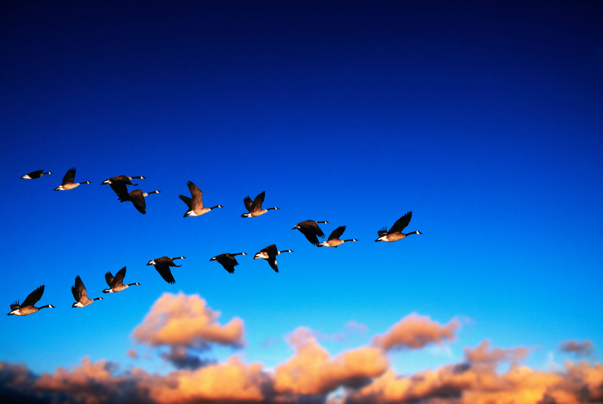 Geese Flight Migration Sky Clouds Wallpaper Background