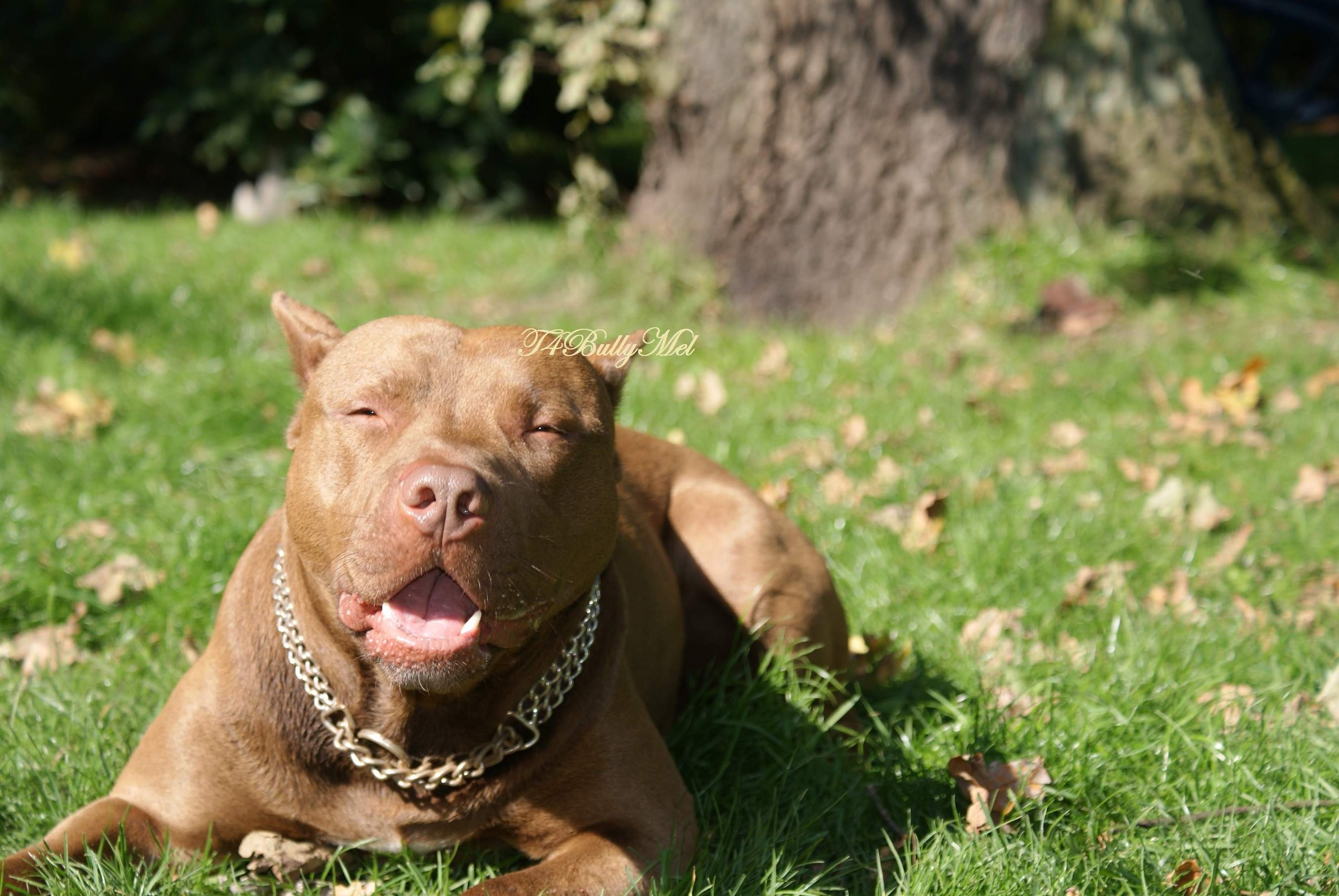 Here Are The Red Nose Pitbull Kennels HD Desktop Wallpaper High