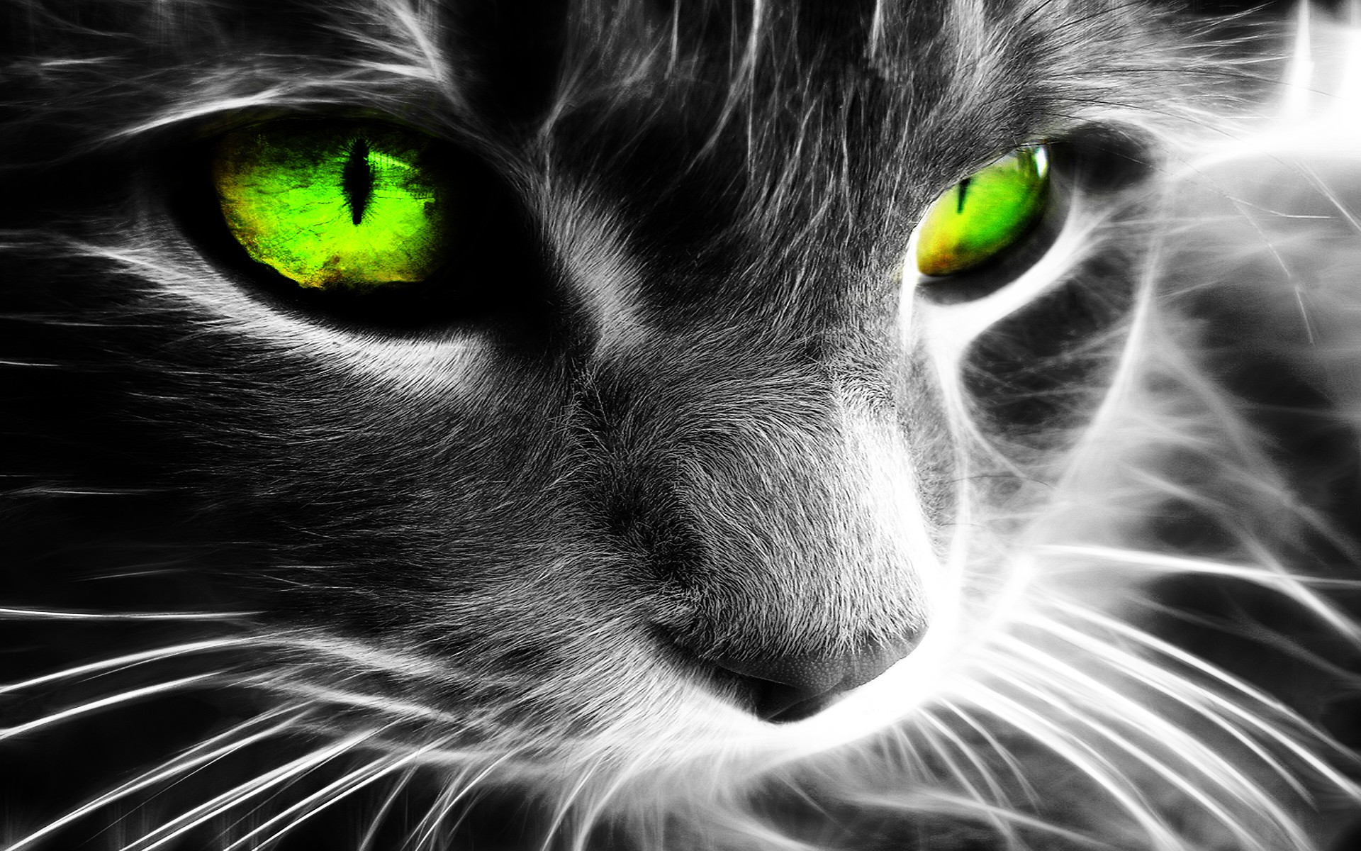 Green Eyed Cat Wallpaper