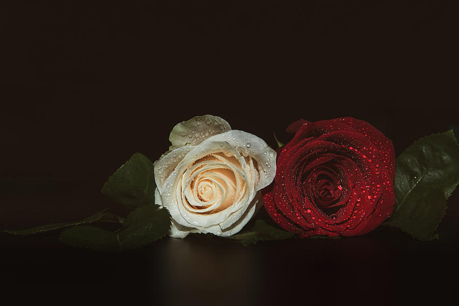 A Close Up Macro Shot Of Two Roses Ceremonial Background With