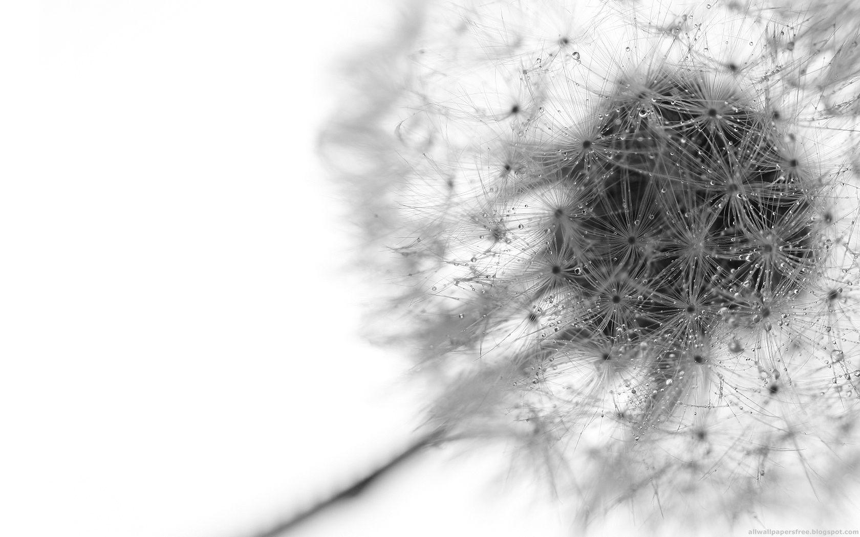  Black and White Dandelion Google Wallpapers Black and White Dandelion 1680x1050