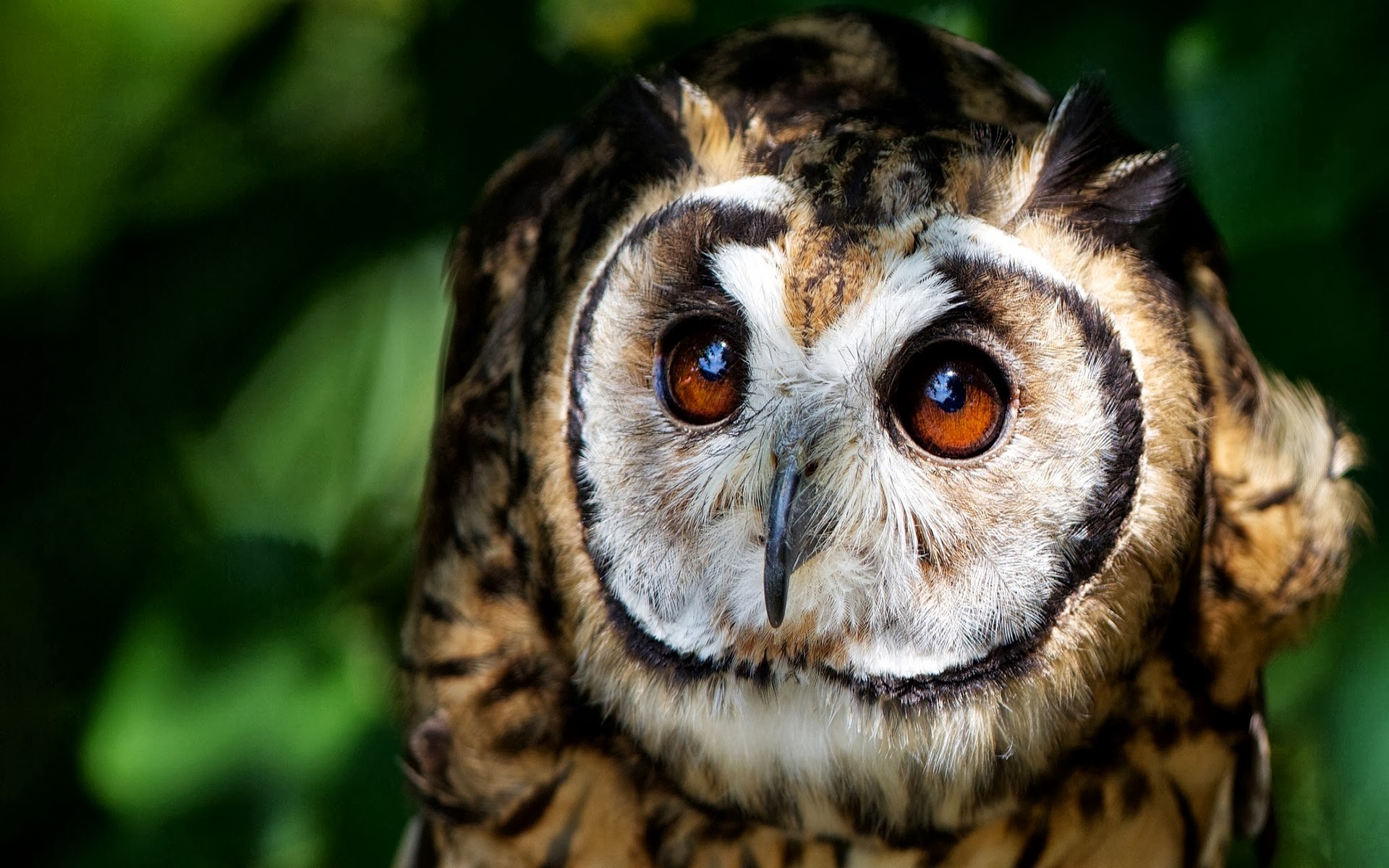 Owls Wallpaper