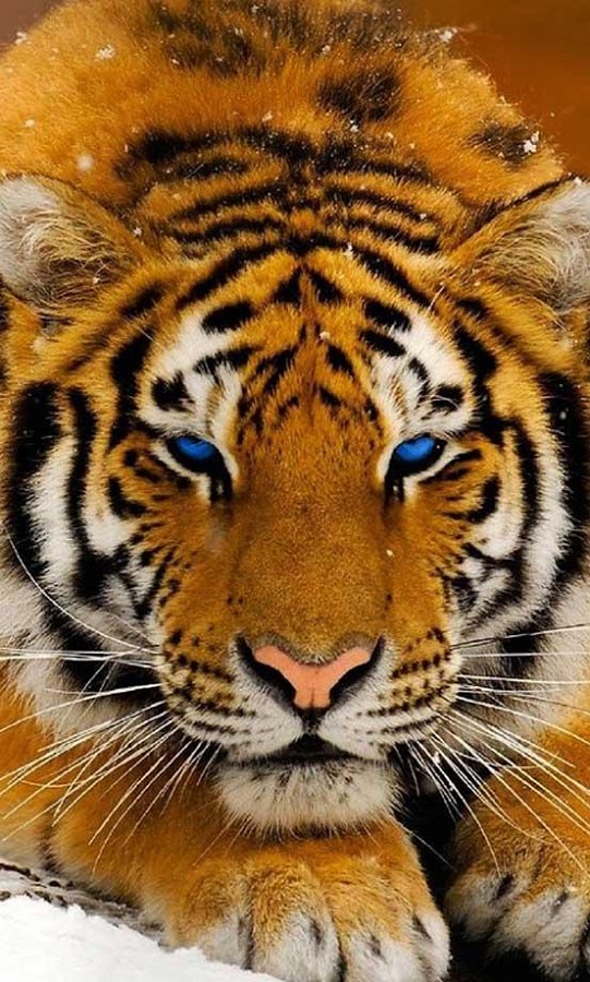 Tiger Jungle Live Wallpaper Android Apps On Google Play
