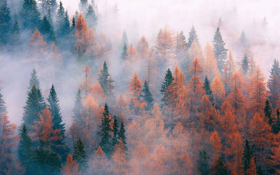 Foggy Trees in Forest Wallpaper  iPhone Android  Desktop Backgrounds