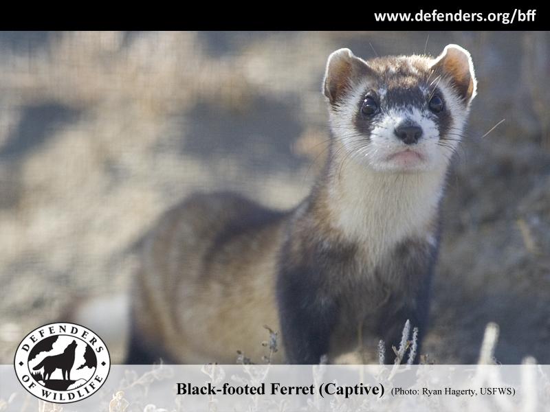 Black Footed Ferret Drawing Cat