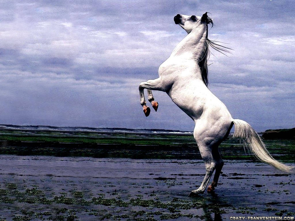 White Arabian Stallion Horse Stand Up Wallpaper Me