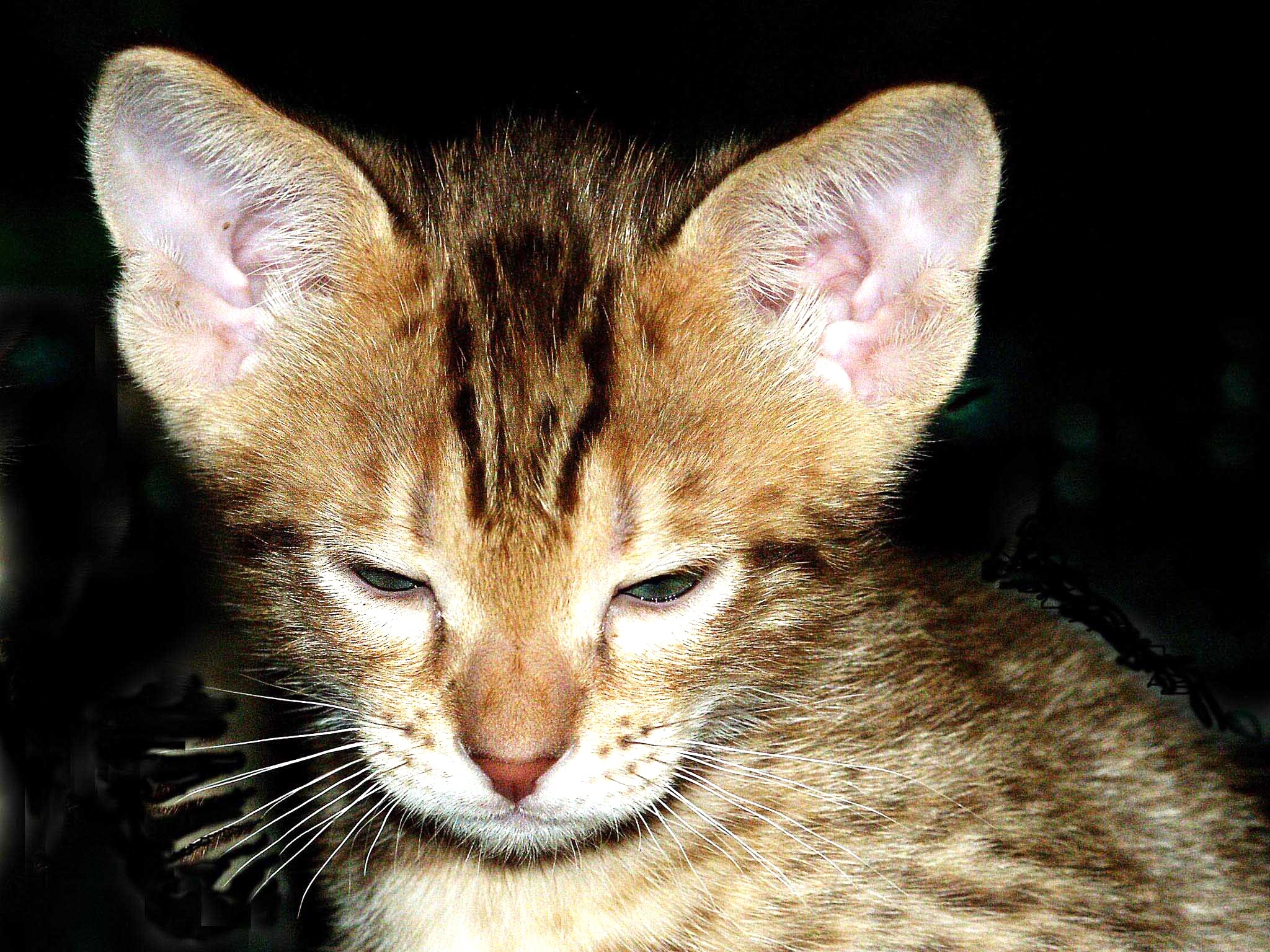 Ocicat Kitten Photo And Wallpaper Beautiful Pictures