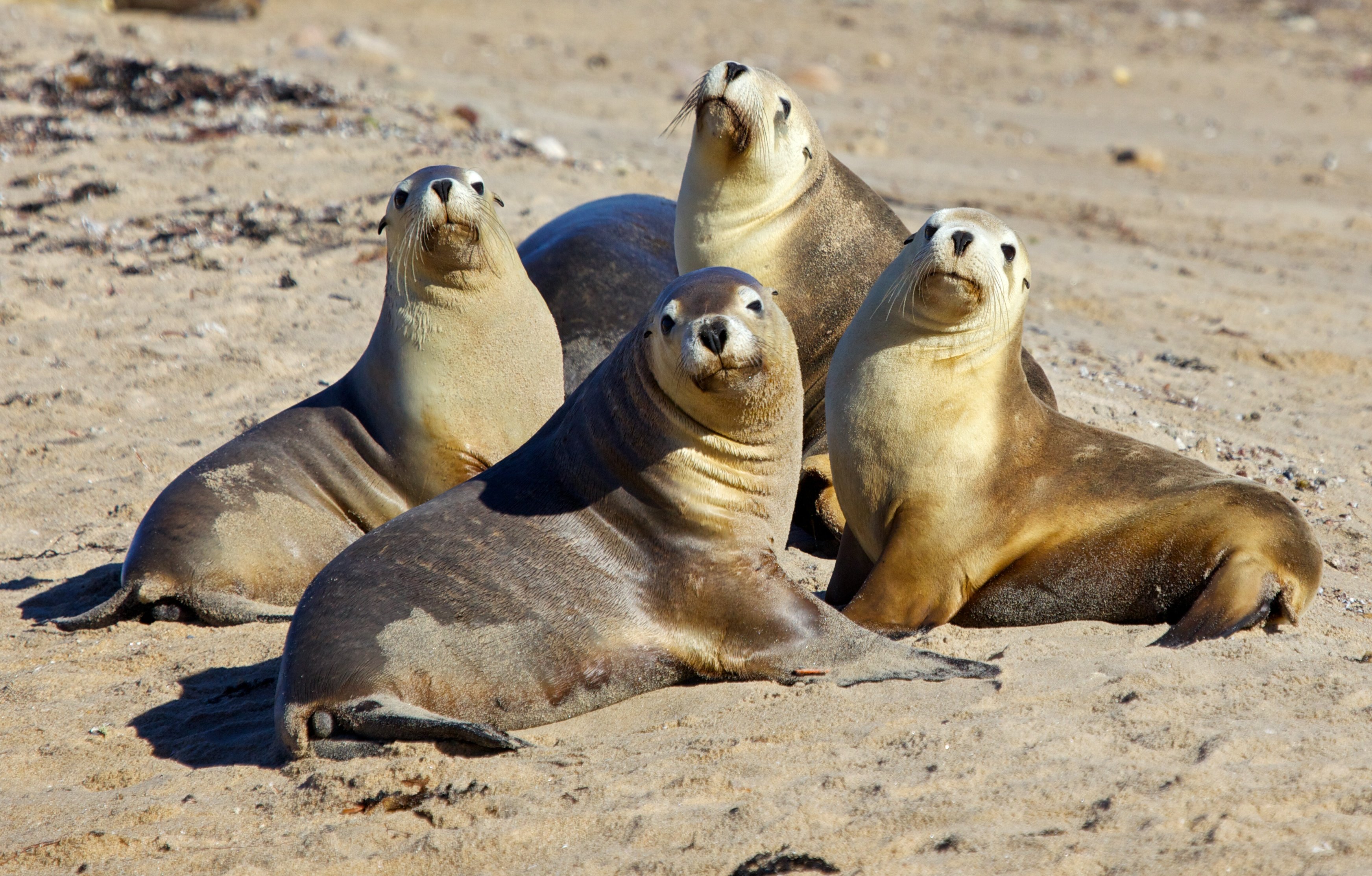 Sea Lions Seal Seals Lion Wallpaper