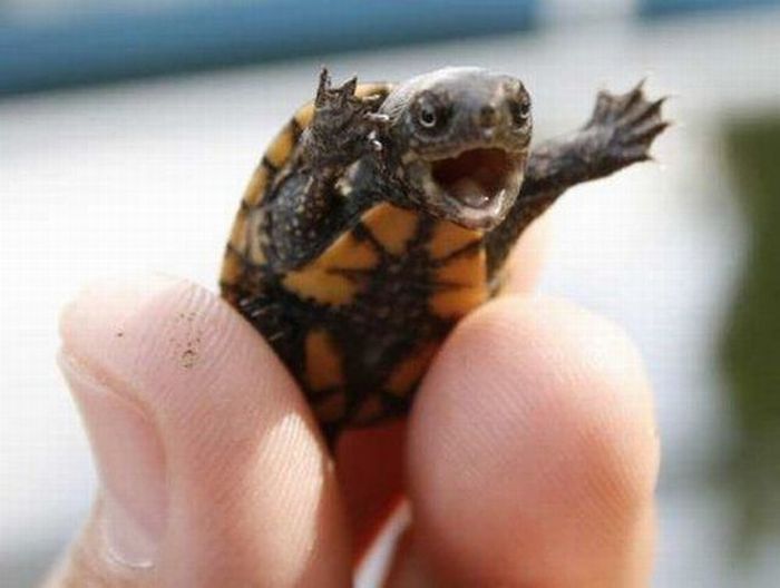 Cutest Baby Turtles And Tortoises Cuteness Overflow
