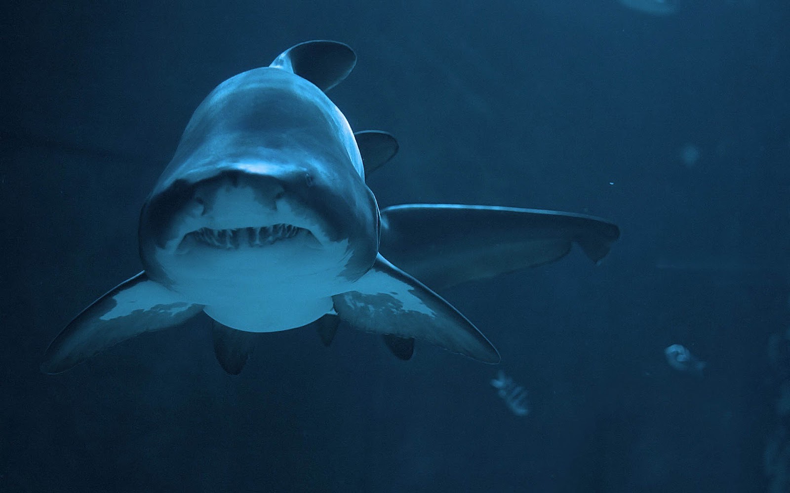 Picture Of A Big Dangerous Shark HD Sharks Wallpaper Background