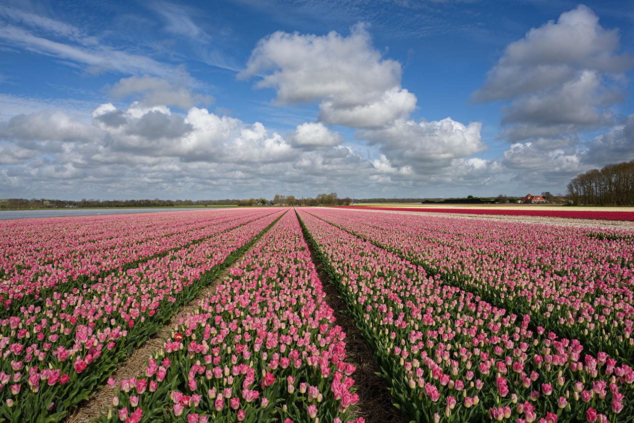 Desktop Wallpaper Tulips Sky Fields Flowers Many Clouds
