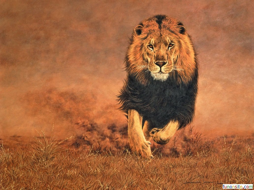 Animal Wallpaper Lion HD